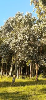 Hermosas parcelas Piedra Blanca, Los Muermos - Imagen 14